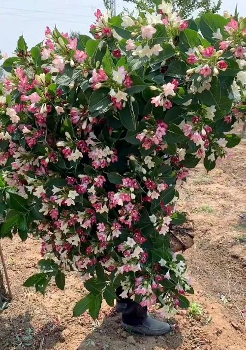 五彩锦带开花时间及特点（探究五彩锦带的花期与魅力）