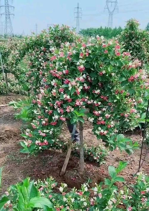 五彩锦带的花期与护理（探秘五彩锦带的花期和护理技巧）