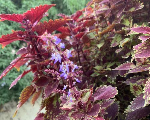 五彩苏是多年生植物吗（探究五彩苏的生命周期及其特点）