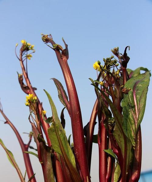 探究五号菜的种类及营养价值（五号菜是什么菜）