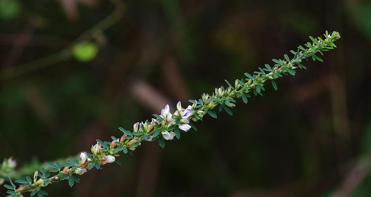 五花草解析（认识五花草的生长特点与药用价值）