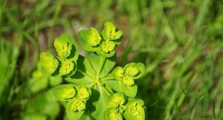 五花草解析（认识五花草的生长特点与药用价值）