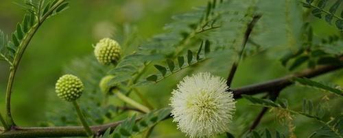 五花草解析（认识五花草的生长特点与药用价值）