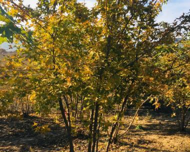 五角枫树的适宜种植地点（从气候）