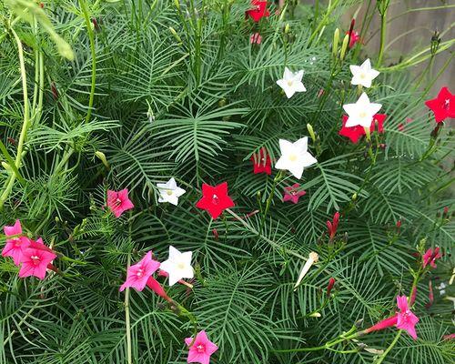 五角星花的种植技巧（种植五角星花的时间）