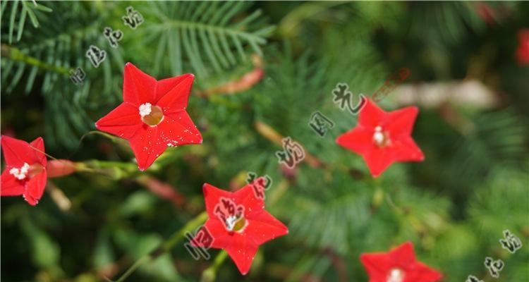 五角星花的种植技巧（种植五角星花的时间）