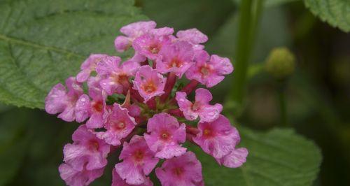 五色梅花开时节