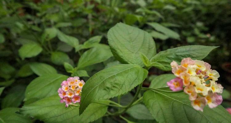 五色梅不开花的原因（探究五色梅开花的难题及对应解决方法）