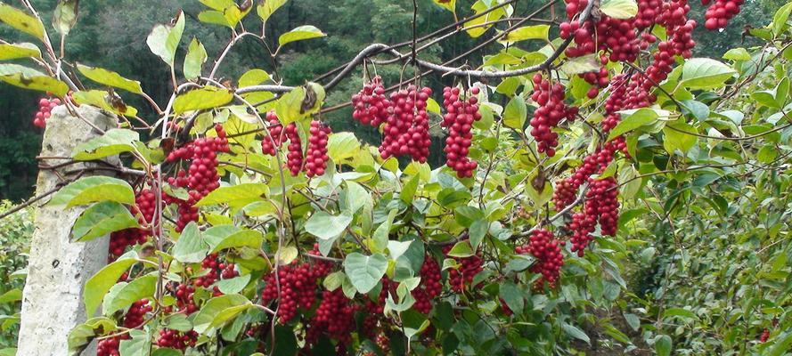 五味子的成熟期和上市时间剖析（五味子的种植特点及市场需求分析）