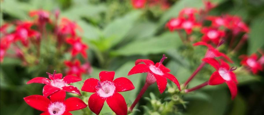 五星花的花期是什么时候（探究五星花的开花时间及特点）