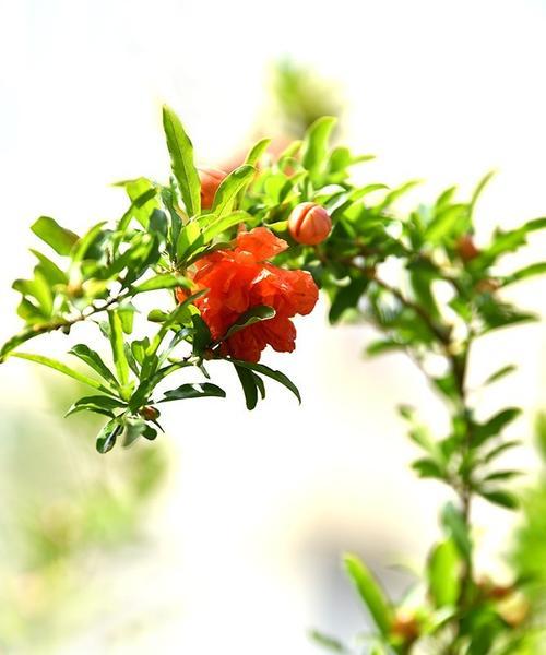 石榴花风水的祥瑞之意（繁花似锦）