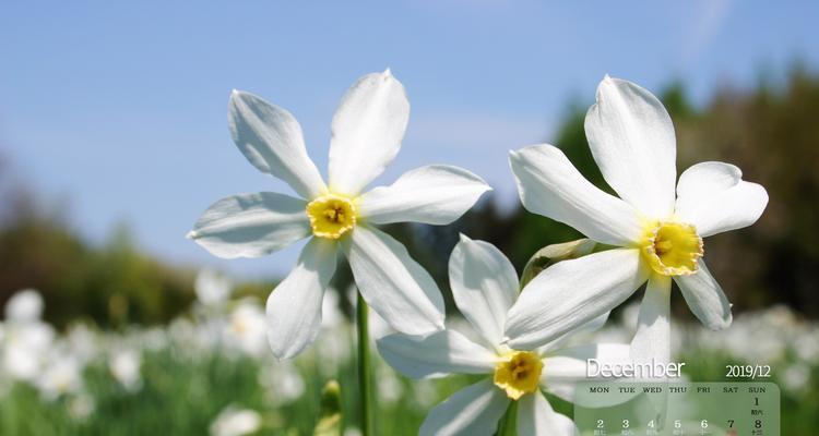 水仙花的含义与象征（花中的高洁与独立）