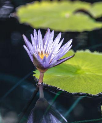 睡莲之美（绽放于清澈水面的芬芳馈赠）