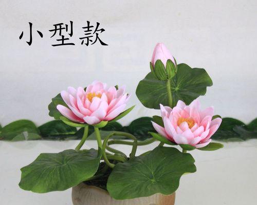 睡莲观音（莲花之灵）