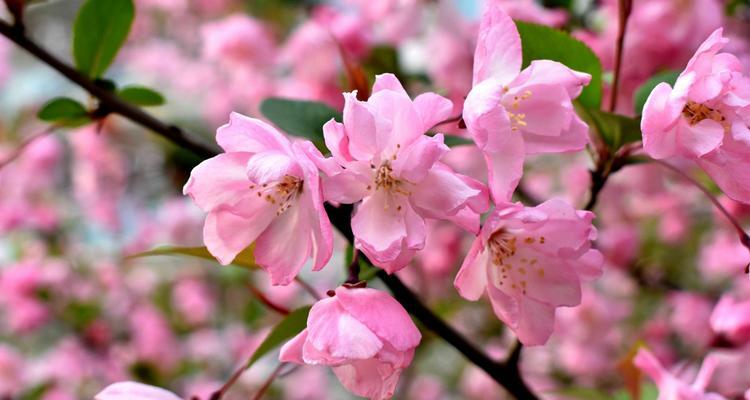 四季海棠花的花语传递春夏秋冬的情感（唤醒心中的美好）