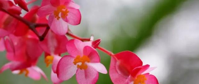 四季海棠花的花语传递春夏秋冬的情感（唤醒心中的美好）