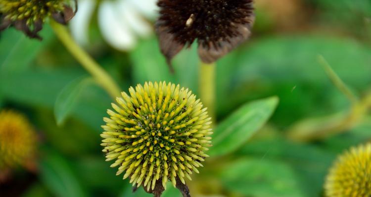 松果菊花语的美丽寓意（探索松果菊花语的深层内涵与传承）