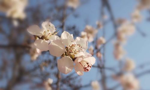 桃花之美——春天中的绚丽风景（桃花盛开）