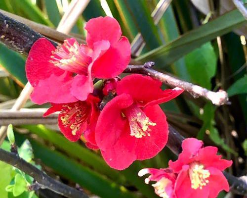 海棠花语的神奇魅力（探寻海棠花语的内涵与传承）