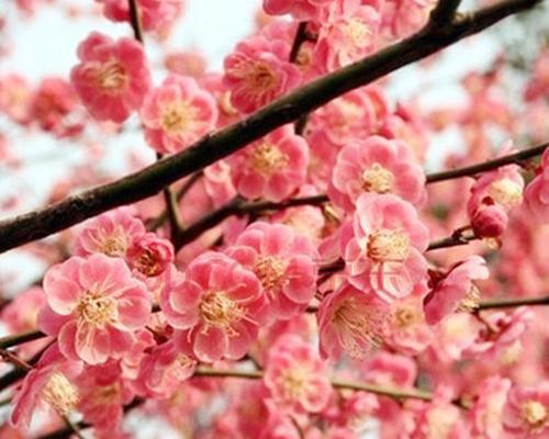 庭院梅花的寓意与意义（唤醒生命力的春天之花——梅花）