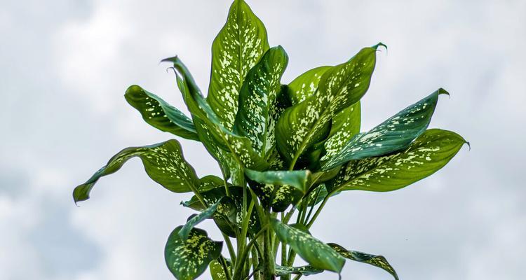 万年青的花语（探寻万年青花语的深意与象征）