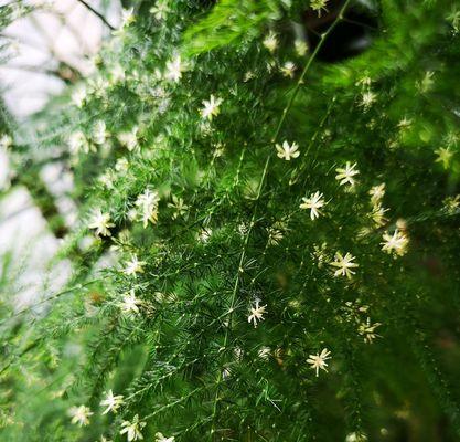 文竹开花，生命的奇迹（迎接新的希望）