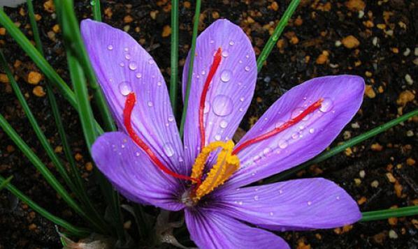 探秘沙洲蕃红花的美丽与神秘（一场花的盛宴）