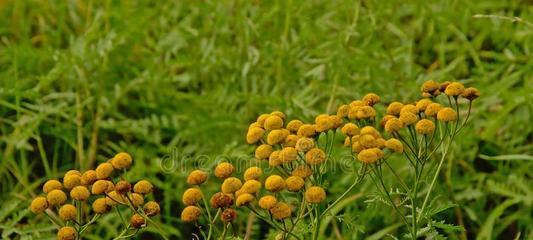 艾菊花语（和平）