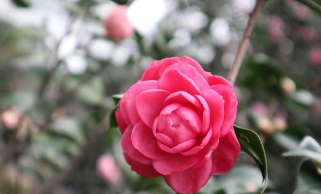 白茶花，幽香芬芳的爱之花（白茶花的花语及其寓意）