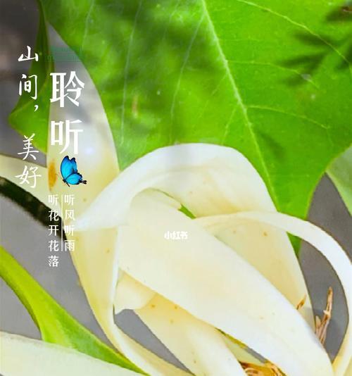 白兰花（探索白兰花的丰富含义与美学魅力）