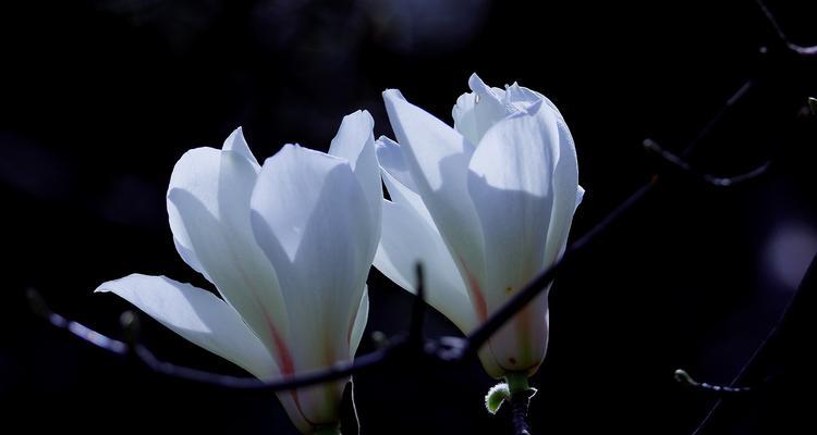 白兰花（探索白兰花的丰富含义与美学魅力）