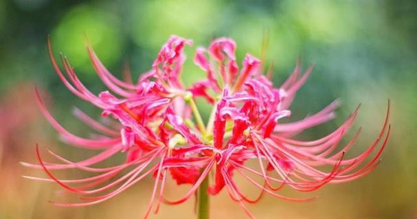 白色彼岸花的花语（白色彼岸花）