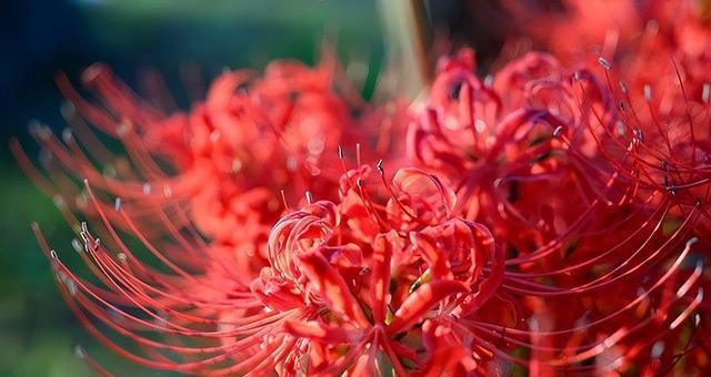 白色彼岸花花语（白色彼岸花的神秘花语及其寓意）