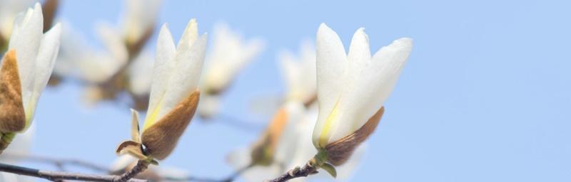 白玉兰花（探寻白玉兰花的花语及寓意）