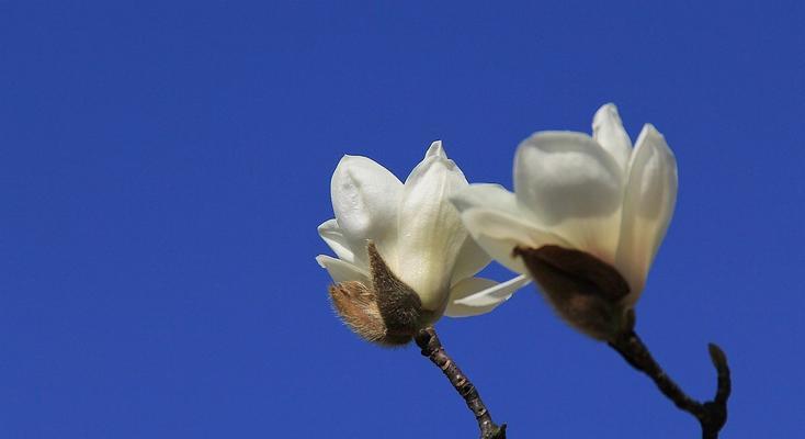 白玉兰花的象征意义（探索白玉兰花的文化内涵与象征意义）