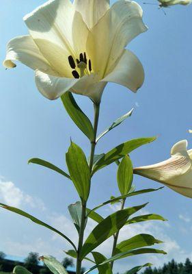 百合花的象征意义与传统文化（揭开百合花的神秘面纱）