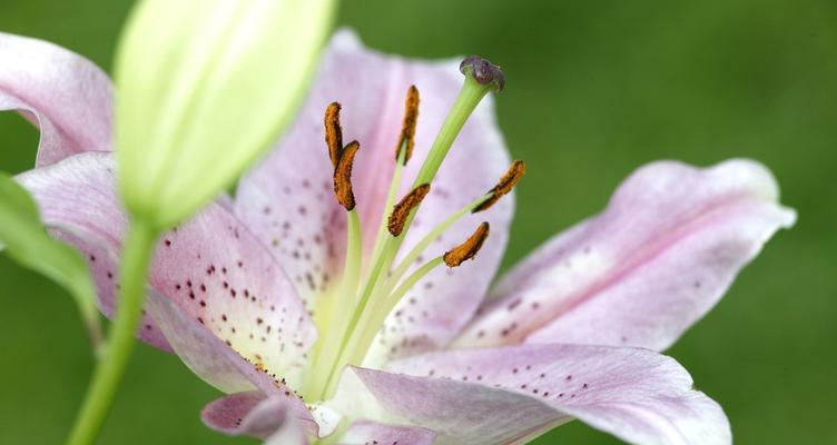 百合花（盛开于花海中的百合花与花语）