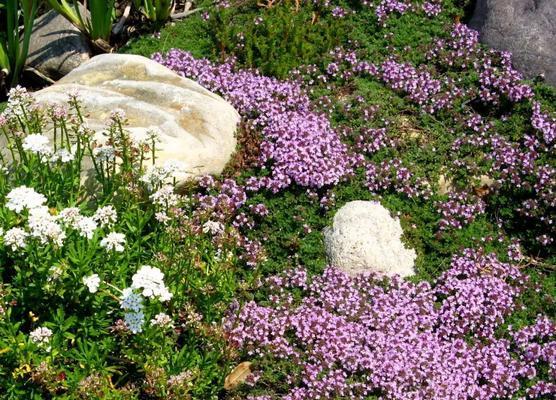 百里香花语——芳香的心灵寄托（百里香的芬芳）