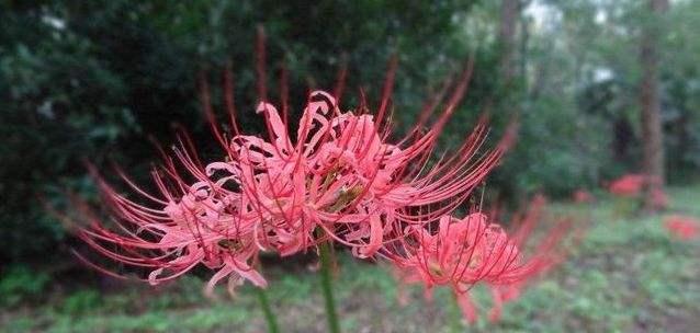 彼岸花（探索彼岸花的寓意与美丽）