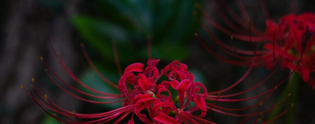 彼岸花——生死与再生的象征（神秘花朵中的生命哲学）