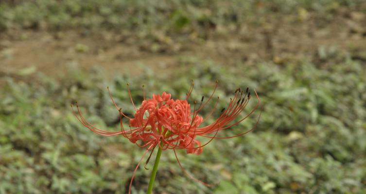 彼岸花——生死与再生的象征（神秘花朵中的生命哲学）