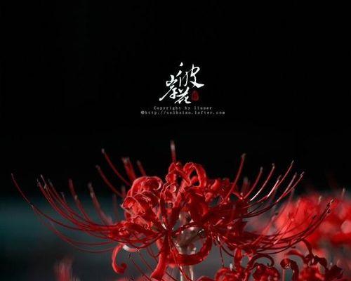 彼岸花（以彼岸花花语探索生命的坚韧与美丽）