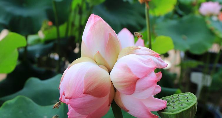 并蒂莲花（传递纯洁与希望的花语）