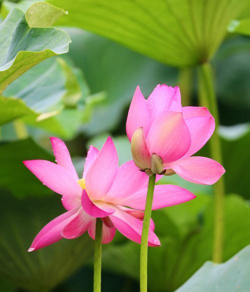 并蒂莲花（传递纯洁与希望的花语）