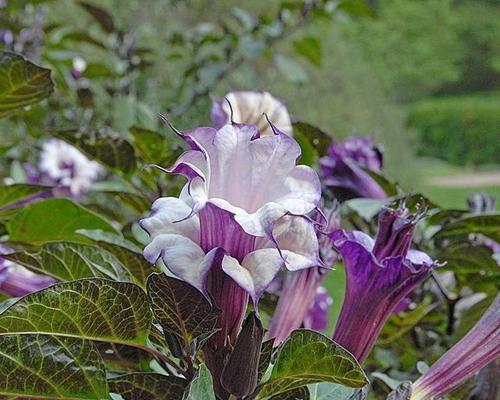 茶色曼陀罗与黄色曼陀罗的花语（揭秘茶色曼陀罗和黄色曼陀罗的象征意义与传说）