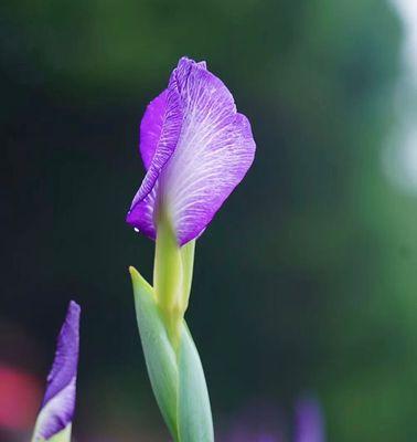 菖蒲的花语与文化背景（菖蒲之美与文化底蕴）