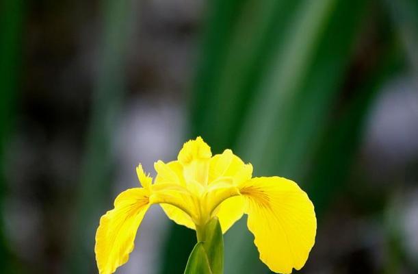 菖蒲花的象征意义和花语（探寻菖蒲花的深层内涵）