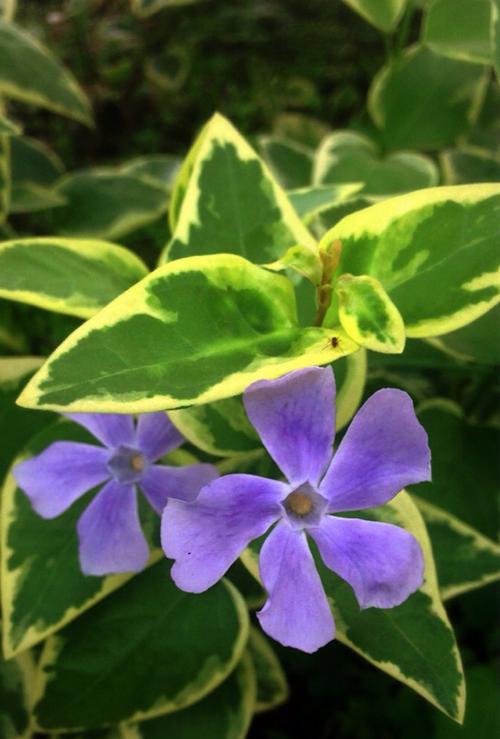 常春藤的花语与寓意（绽放着坚韧与希望的花海）