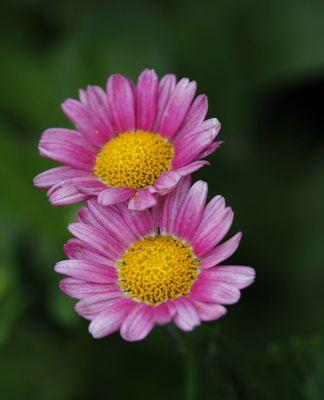 雏菊花的寓意与象征（用雏菊花传递情感与意义）