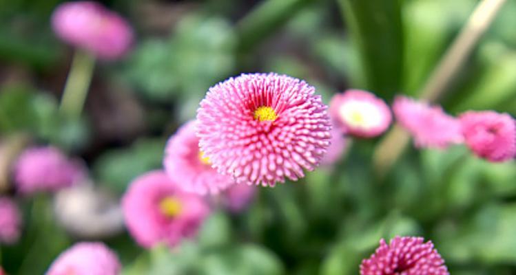 雏菊花的寓意（探寻雏菊花的象征意义与美学价值）